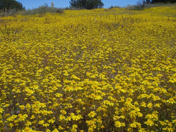Lasthenia californica CA Goldfields 