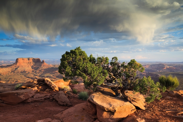 Late day storm over a juniper tree in Canyonlands NP 