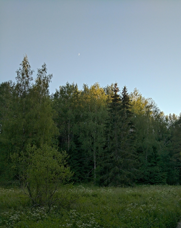 Late evening in a big forest in Espoo Finland 