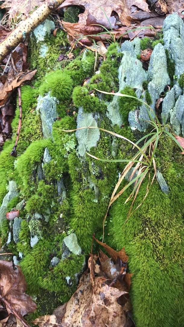 Late winter moss
