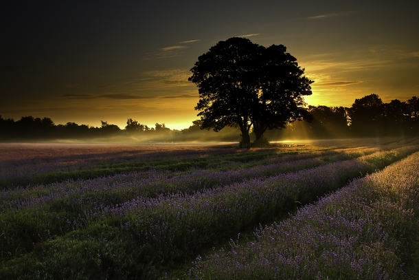 Lavender at Sunrise Banstead by Daniel Hannabuss 