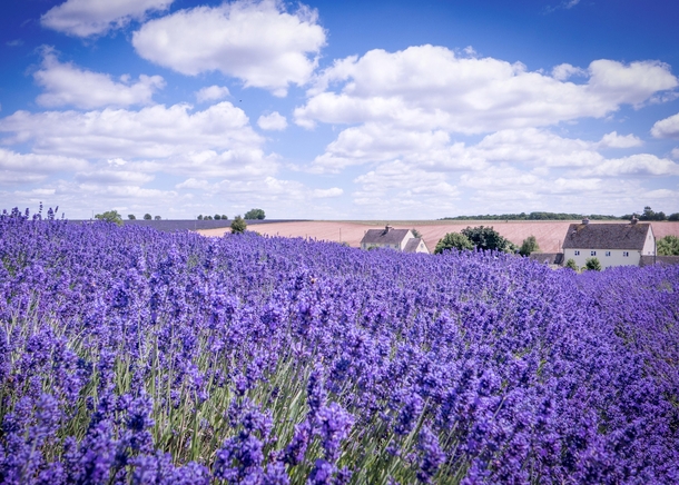 Lavender farm in the Cotswolds England 