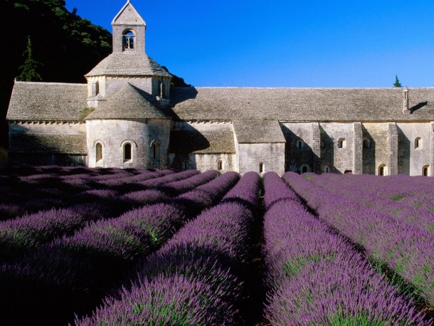 Lavender Field Abbey of Senanque Gordes Provence France 