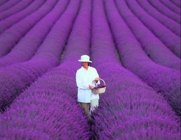 Lavender fields in Provence France 