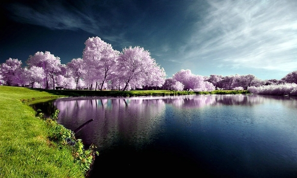 Lavender Pond South Carolina 