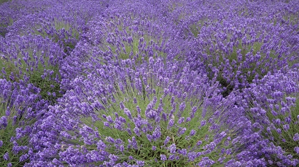Lavender - Sequim WA 