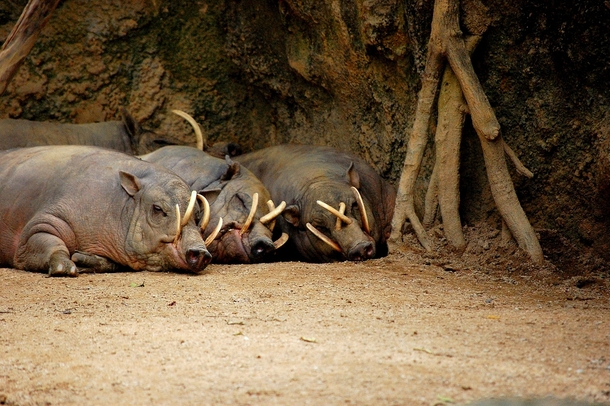 Lazy babirusas 