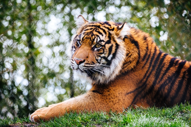 Le Tigre - 