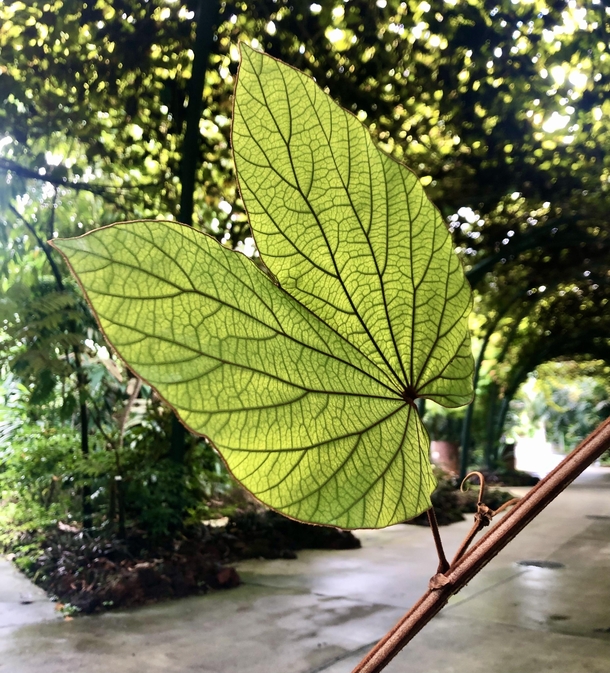 Leaf bathed in light Phanera aureifolia 