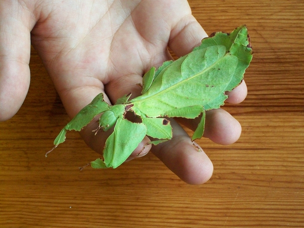 Leaf insect Phylliidae sp 