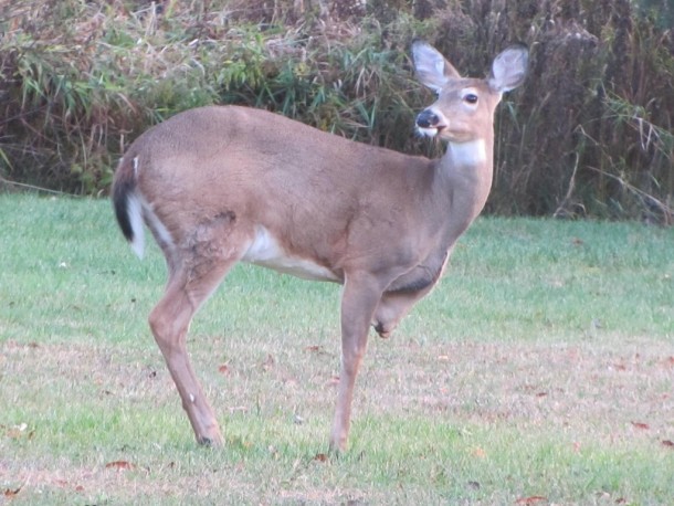 -Legged Deer in my Backyard 