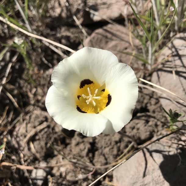Leichtlins Mariposa Lily Calochortus leichtlinii Alpine County California 