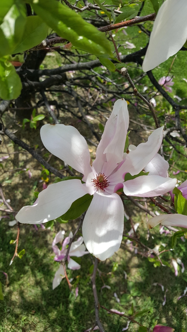 Leonard Messel Kobushi Magnolia blossom Photorator