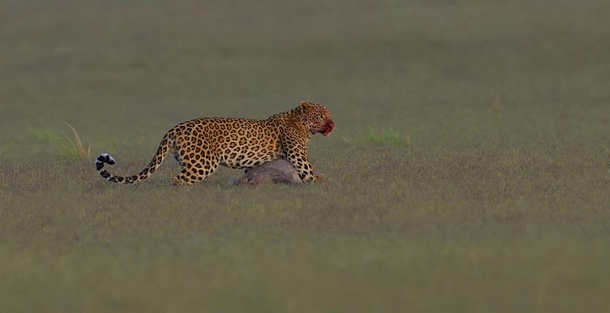 Leopard after a kill
