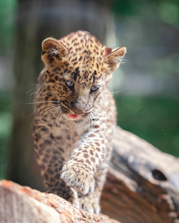 Leopard Cub 