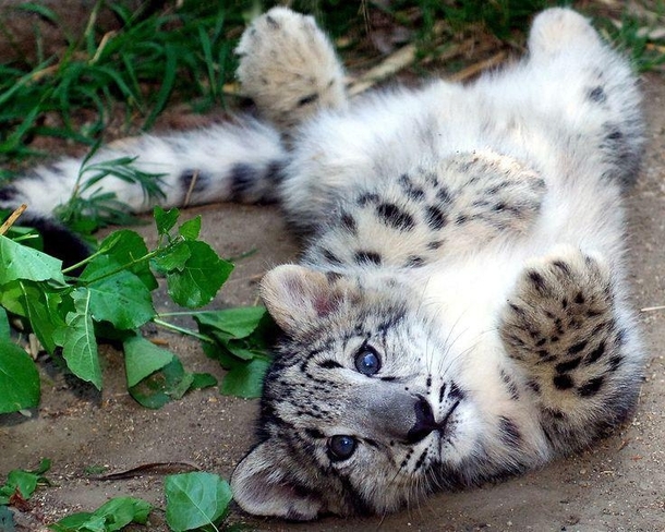 Leopard cub playing around