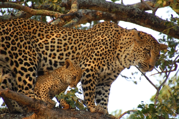 Leopard female amp cub Londolozi Game Reserve South Africa
