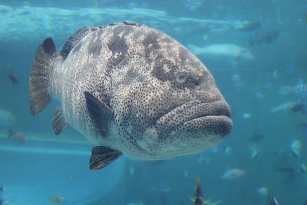 Leopard Grouper at Okinawa Churuami Aquarium 