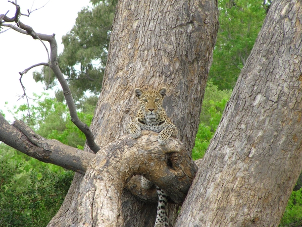 Leopard in the Moremi Game Reserve Botswana 