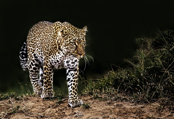 Leopard Kenya Photo credit to David Clode
