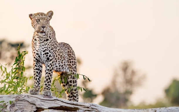 Leopard Okavango Delta Botswana Photo credit to Deon de Villiers