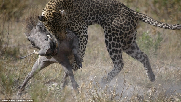 Leopard Panthera Pardus and Warthog Phacochoerus Africanus  by Mike Bailey