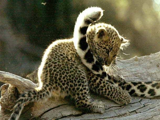 Leopard Panthera Pardus cub playing with its mothers tail 