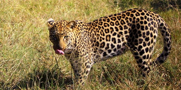 Leopard up close 