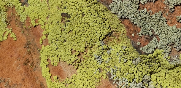 Lichen on red rock sandstone in Colorado Springs CO 