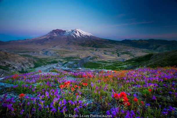 Life Among the Ruins - flowers grow at the foot of the volcano Mt St Helens which famously erupted in   photo by David Leahy