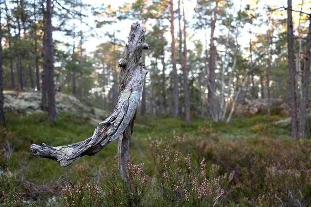 Life and Death in a Swedish forest 