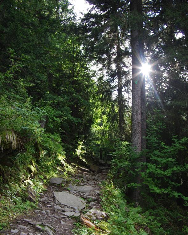 Light breaking through the trees Chamonix France  x