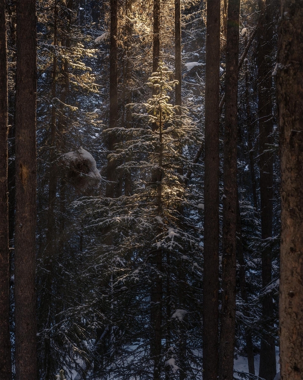 Light in the forest in Banff National Park Canada 