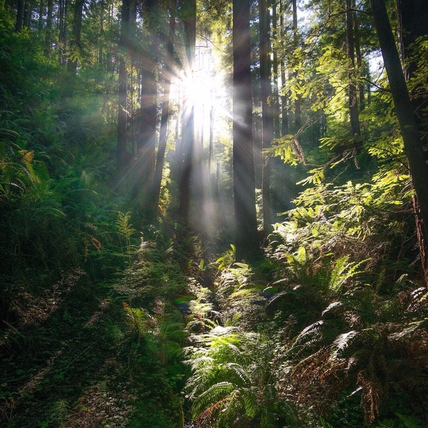 Light in the forest near Leggett California  kathryn_dyer