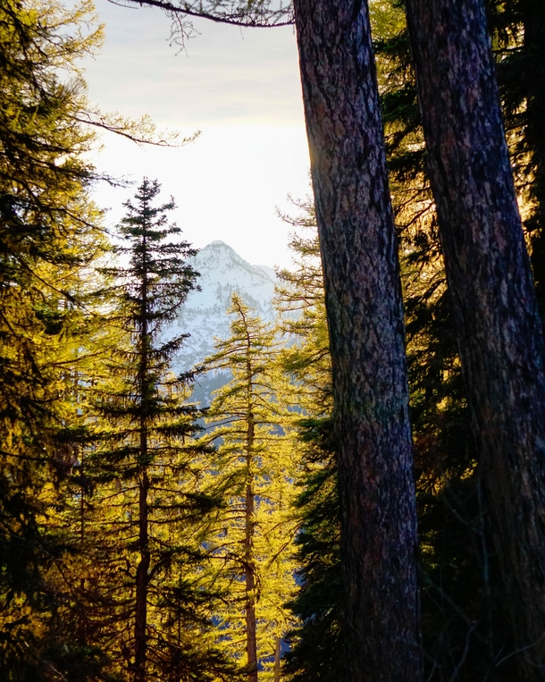 Light through the trees on an Autumn afternoon Montana 