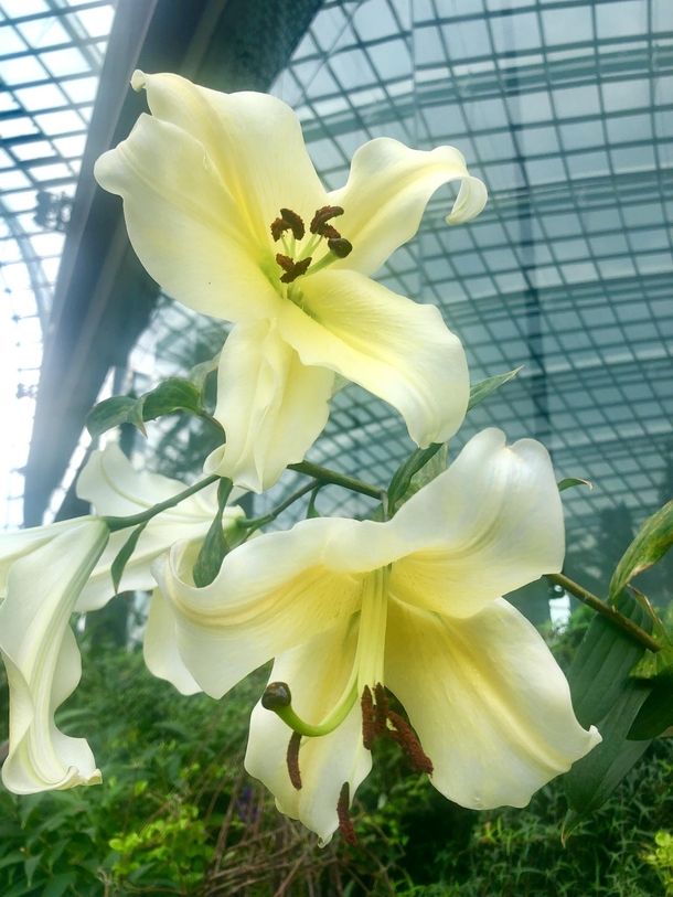Lilies in Singapore