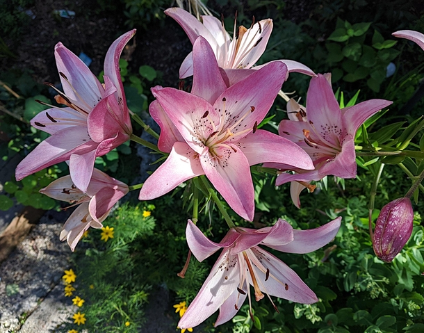 Lilium orientalis Stargazer Lily 
