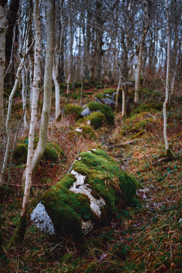 Limestone boulders litter the forest floor Dalton Crags Cumbria England 