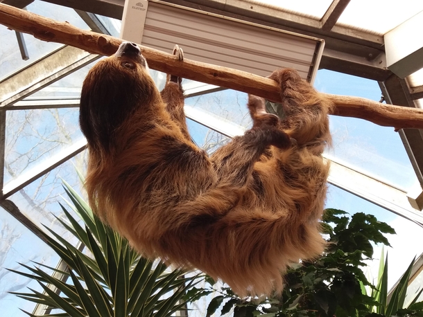 Linnaeuss two-toed sloth Choloepus didactylus taken in a Zoo in Germany by me