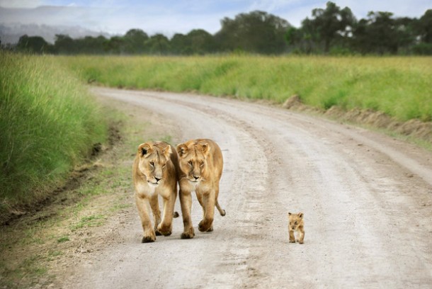 Lion cub and his lioness siblings in Masai Mara Kenya 