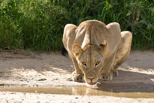 Lion drinking from a watering hole 