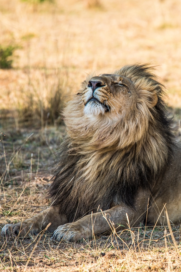 Lion enjoying the breeze Zambia Photo credit to Birger Strahl
