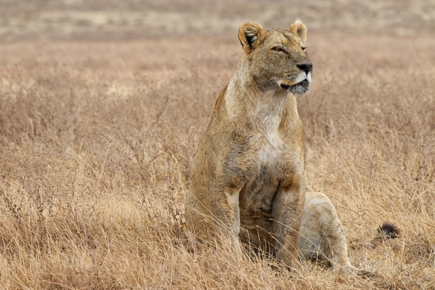Lion in Ngorongoro Crater Tansania 