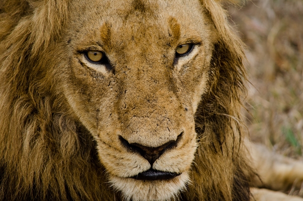 Lion - Kruger National Park South Africa 