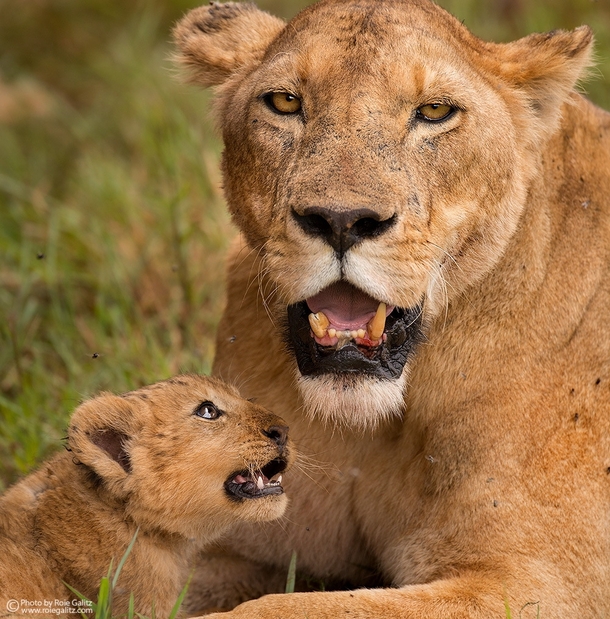 Lion mom and cub  Photo  Roie Galitz