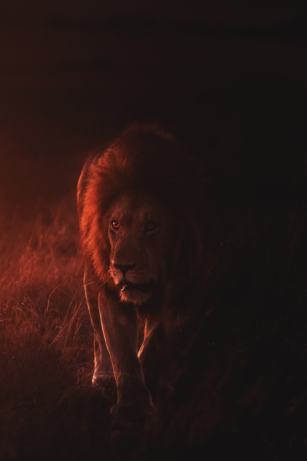 Lion prowling in the dark Photo credit to Keyur Nandaniya