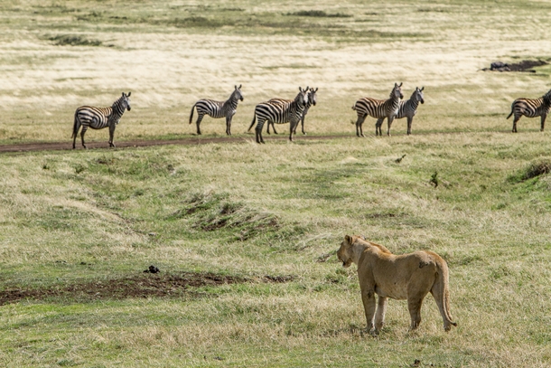 Lion scouting for its next meal Ngorongoro Tanzania Photo credit to Avel Chuklanov