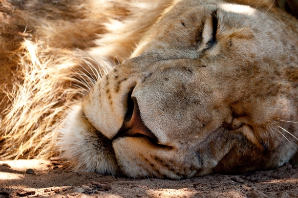 Lion taking a nap in the sun 