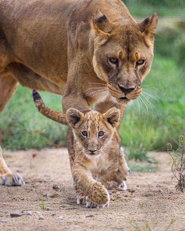 Lioness guarding her curious cub 