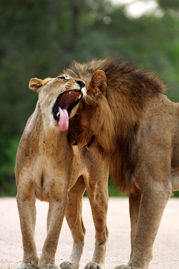 Lions in love Panthera Leo 